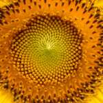 flower-gc0fa085ac_1920