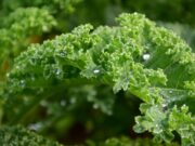 Les sources naturelles de vitamines en céto