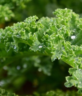 Les sources naturelles de vitamines en céto