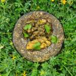 Poisson aux aubergines 0