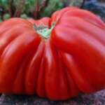 Salade de tomate et fraises 0002