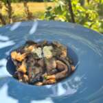 Veau aux champignons à la crème 0021