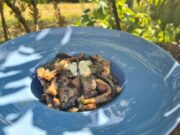 Veau à la crème et champignons (Suisse)
