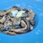 Veau aux champignons à la crème 0024