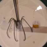 Fromage frais au carvi 0004