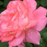 rose-168457_640